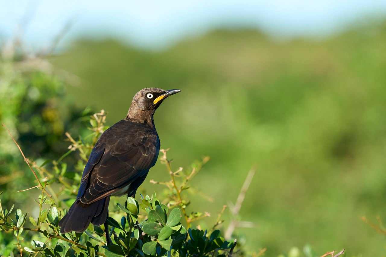 BERMUDA ALFAIATARIA PRETA