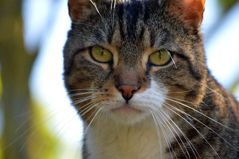 CALÇA ALFAIATARIA PLEATS MARINHO